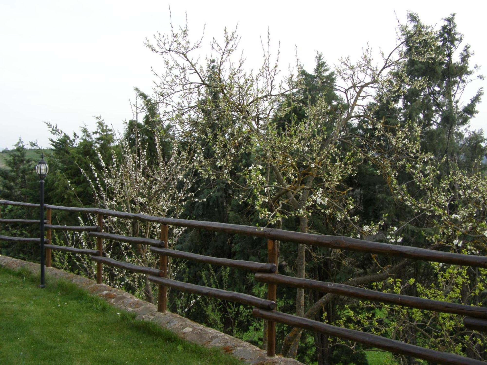 Agriturismo Collesassi Montalcino Exterior foto